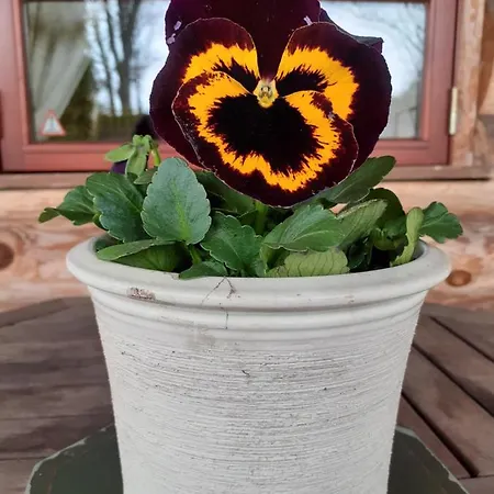 Forest Edge بيت للعطل ريغا