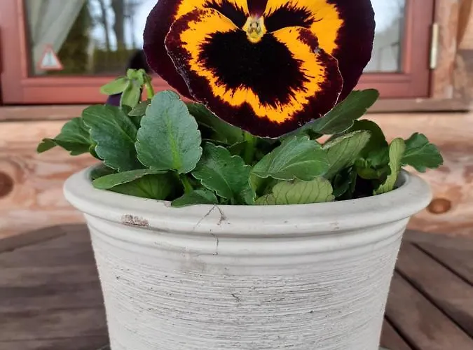 Forest Edge 度假居 里加